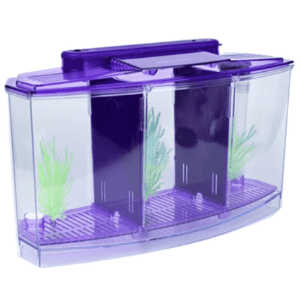 Triple Tank For Fighter Fish with LED Lighting
